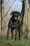 CANE CORSO 1415